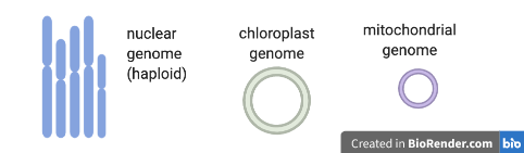plant-genome